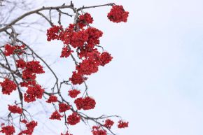 IMG 0043