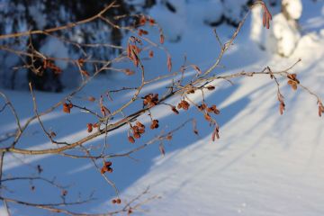 IMG 0993