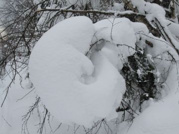 Эмбрион