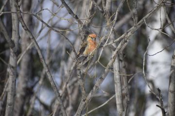 Клест. Автор фото Я.Кутузов