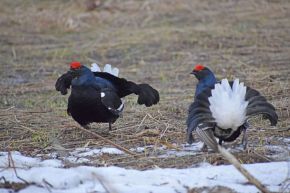 Поединок. Автор фото Я. Кутузов.