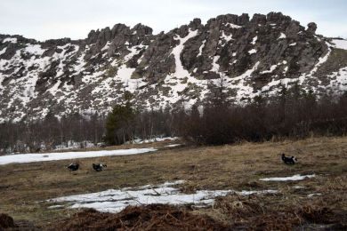 Токовище . Автор фото Я. Кутузов 